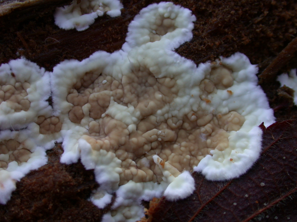 Da determinare...  (Dacryobolus karstenii)